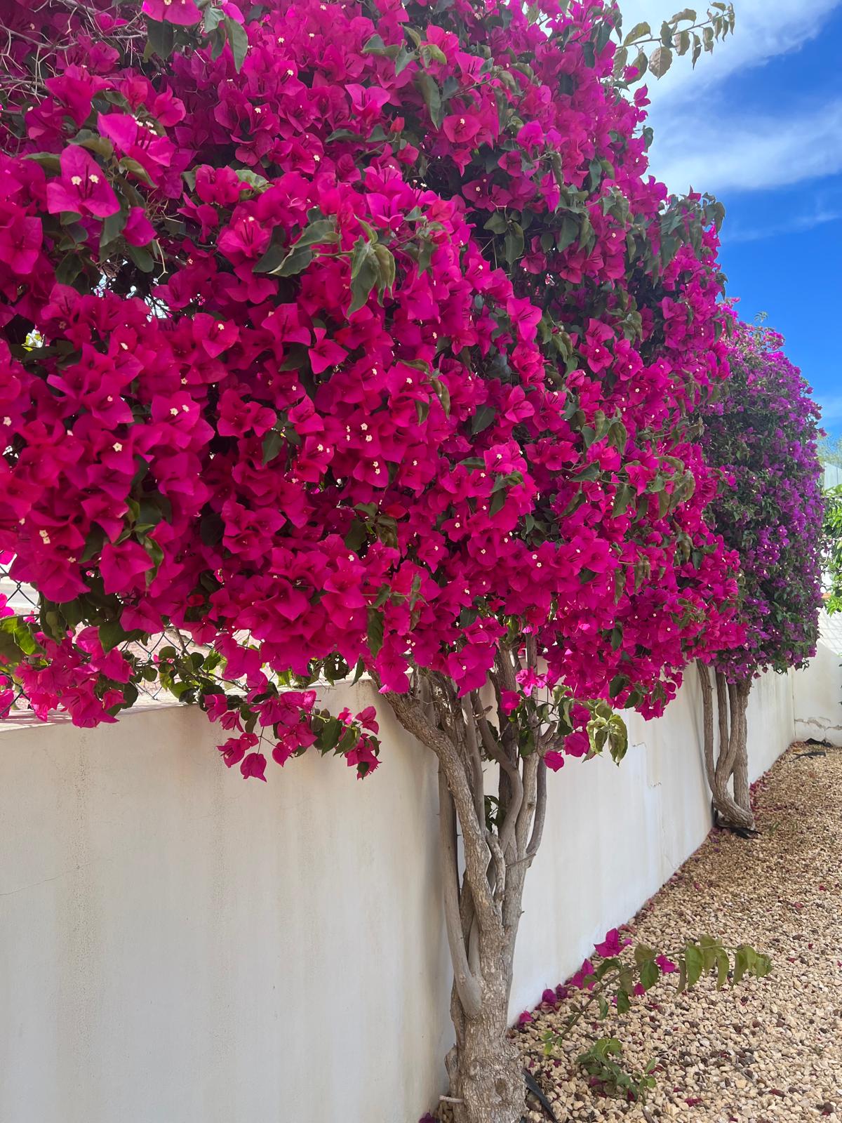 Bloeiende bougainville langs de villa