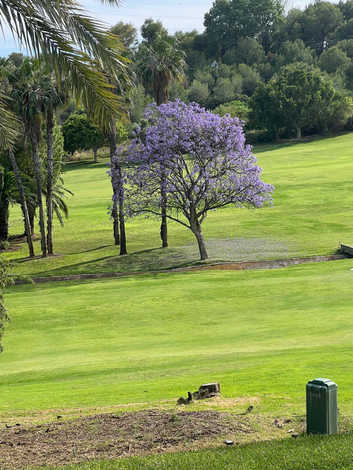 Paarse jacaranda op de golfbaan van Campoamor